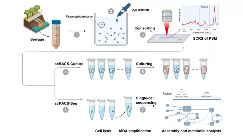 scRACS-Seq/Culture