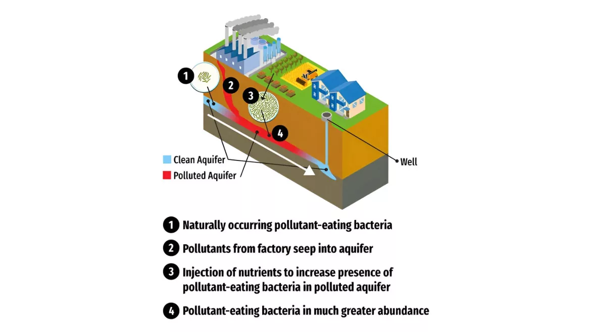 PFAS microbes