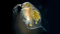 Water flea Water flea