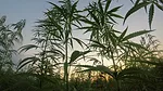 Fiber hemp