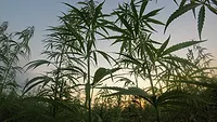 Fiber hemp Fiber hemp