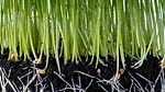Roots and fungus