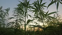 Fiber hemp