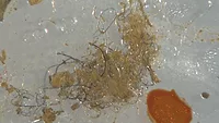 Plastic fibers