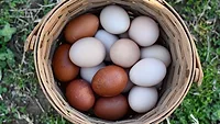 eggs