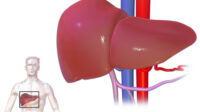 Liver