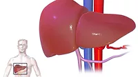 Liver