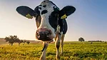 Dairy Cow