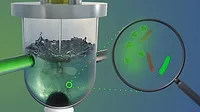 Magnetic Bacteria