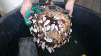 Plastic Removal