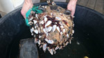 Plastic Removal
