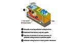 PFAS microbes