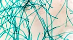 Sucralose Wastewater
